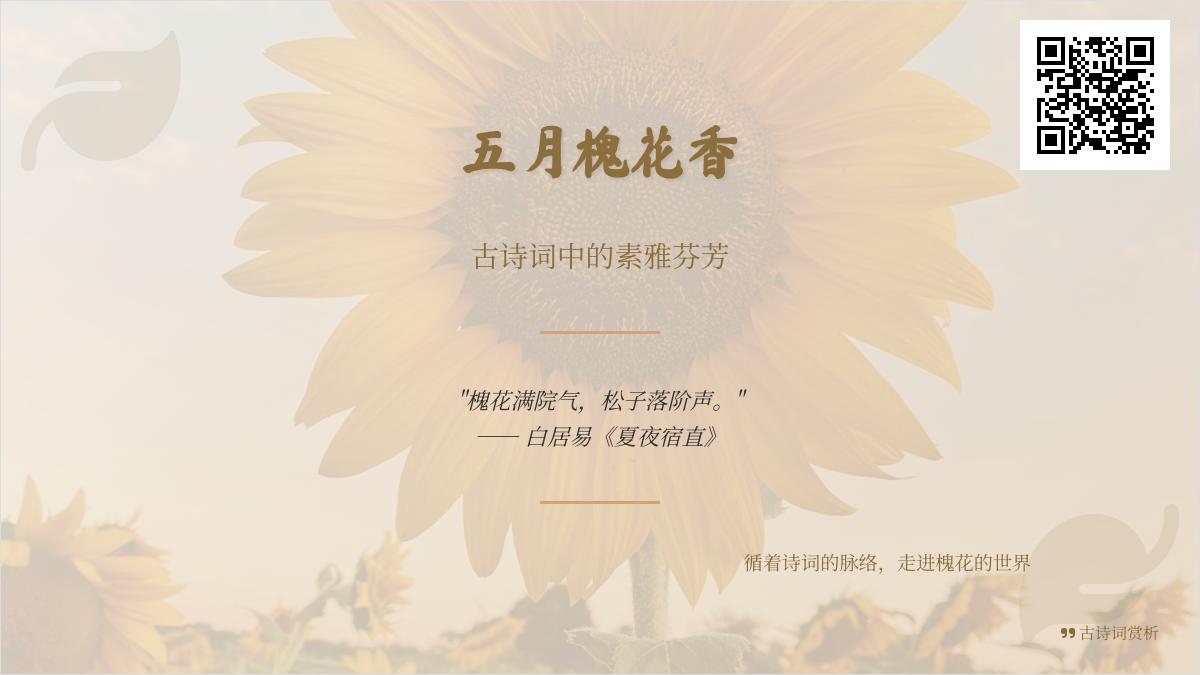 5首关于槐花的经典古诗词赏析 品味唐宋元明清诗人笔下的素雅芬芳
