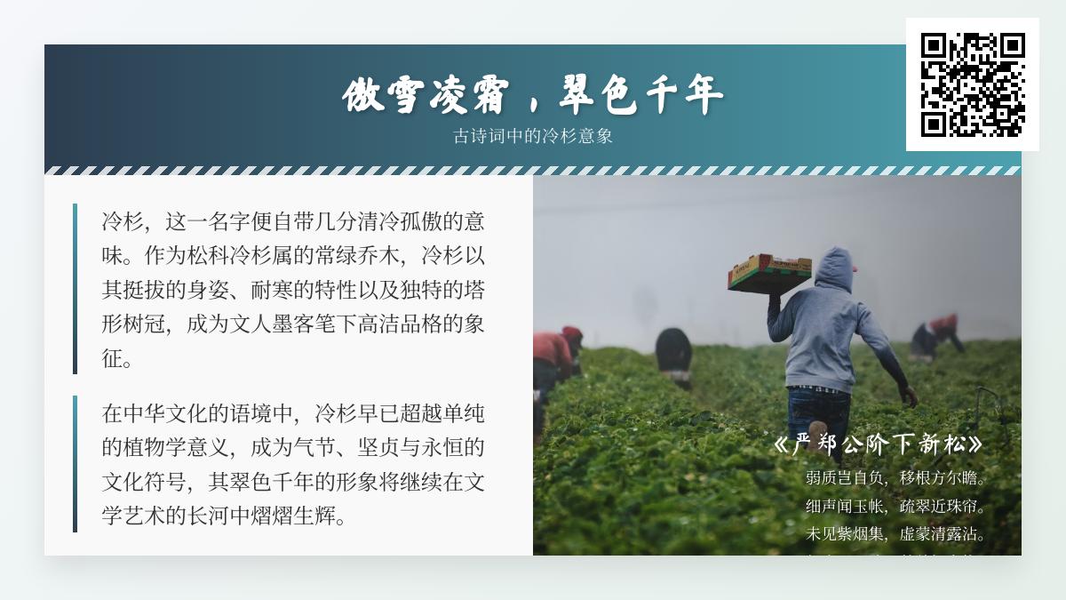 古诗词中冷杉的意象有哪些 探寻傲雪凌霜的千年翠色